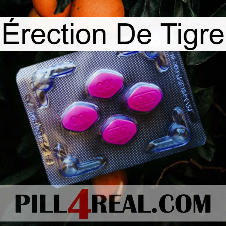 Érection De Tigre 02